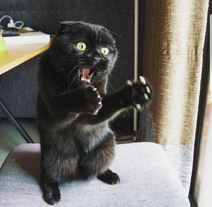 Смешные говорящие котики