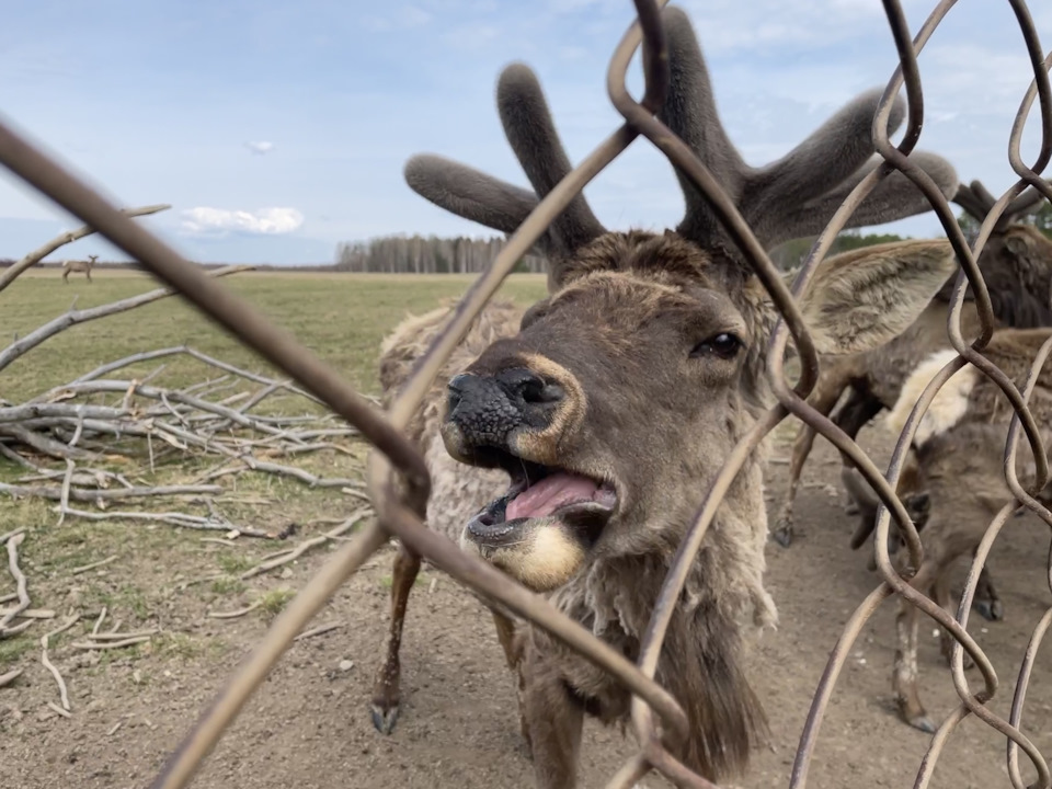 Фото в бортжурнале Toyota Land Cruiser 100
