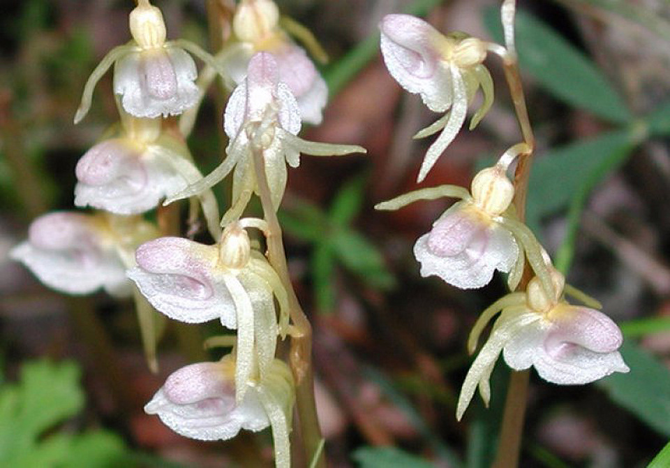 Орхидеи подмосковья фото и описание