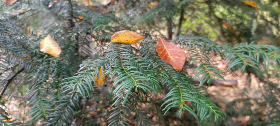 Фото в бортжурнале УАЗ Patriot