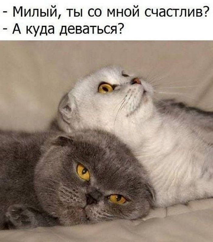 Я тебя люблю котик