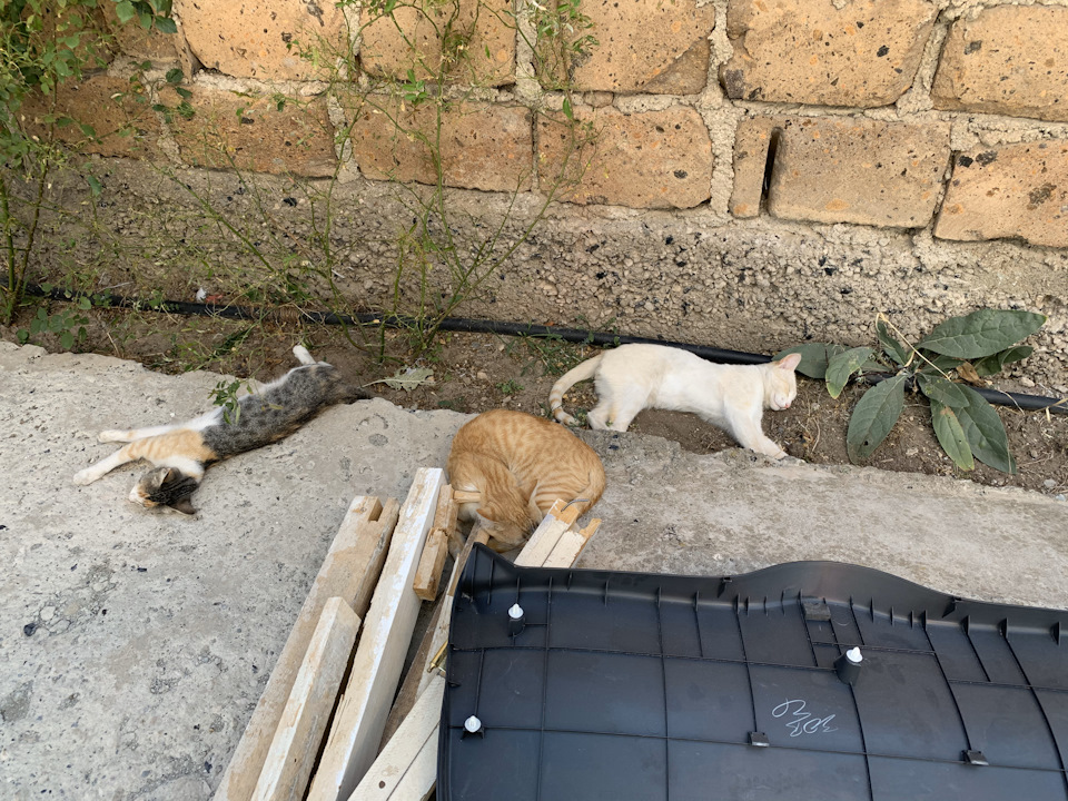 Камера ЗХ — Suzuki SX4 (1G), 2 л, 2008 года | аксессуары | DRIVE2