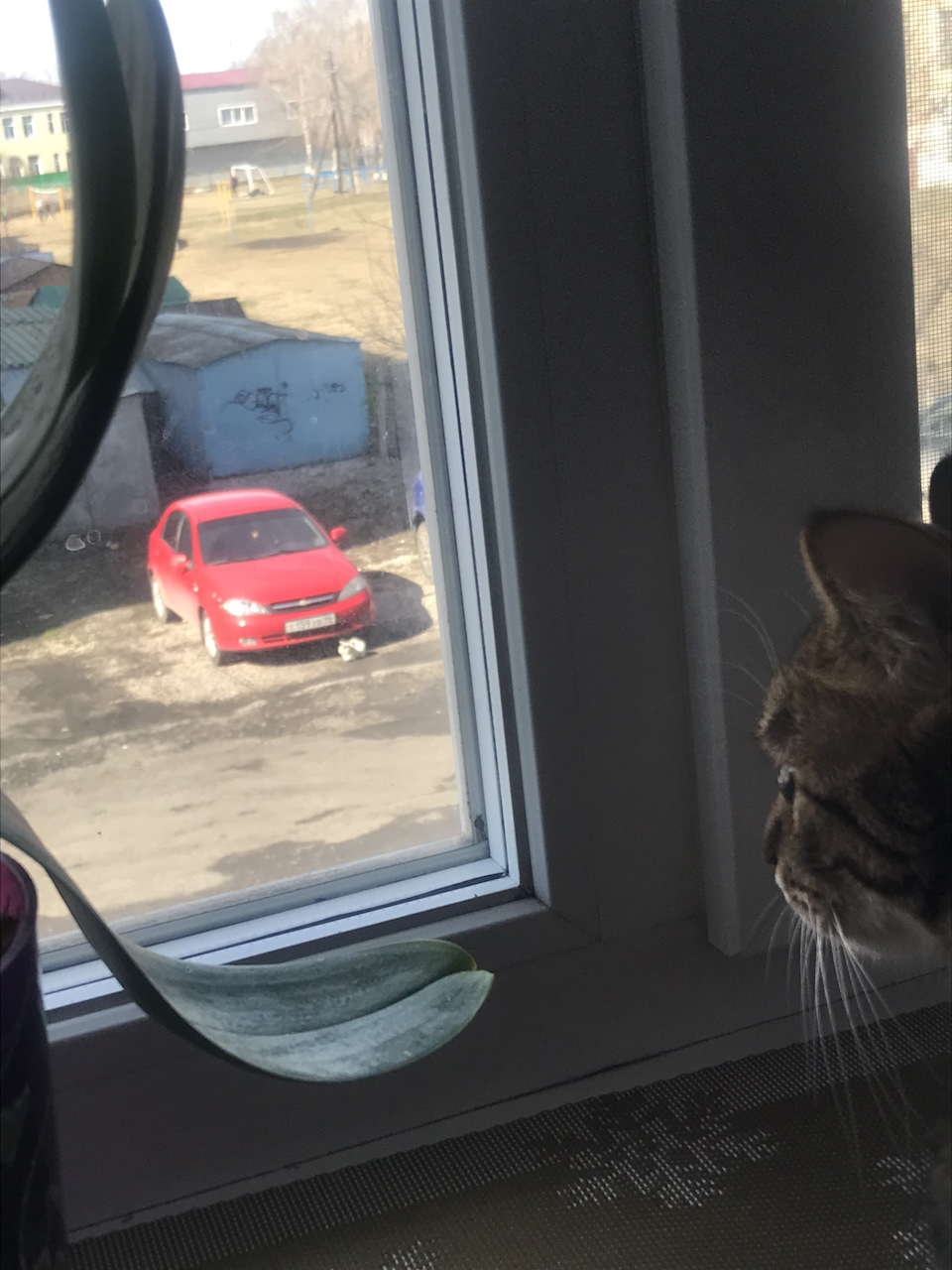 Кот на стекле