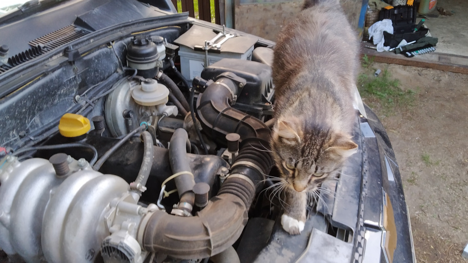 Фото в бортжурнале Chevrolet Niva GLX