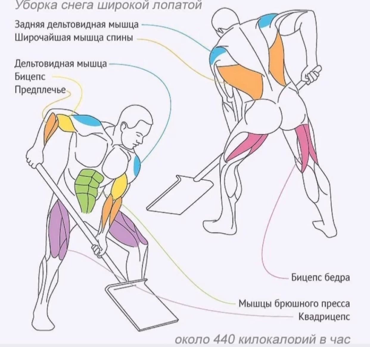 Как накачать квадрицепс бедра девушке в тренажерном зале