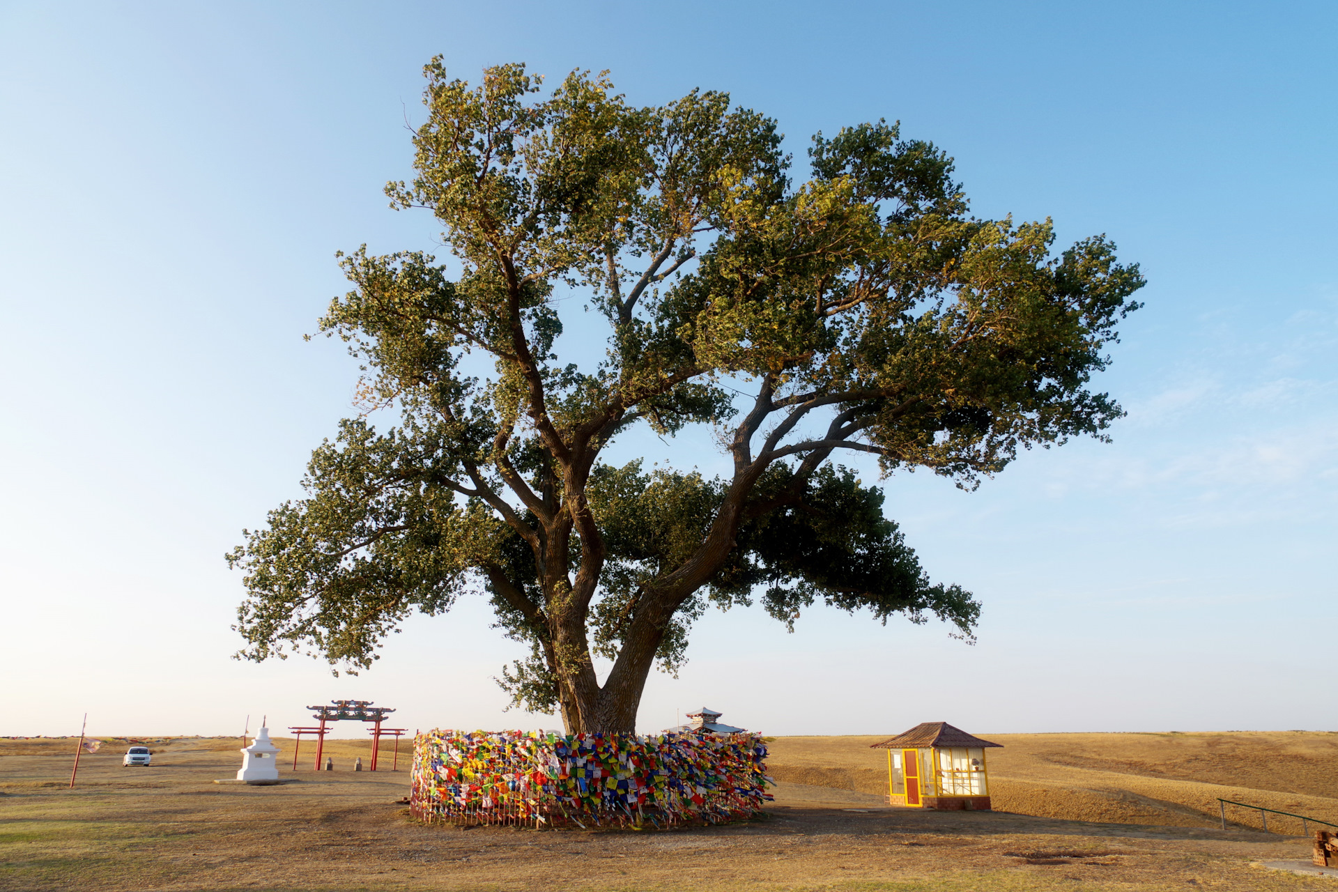 Священное дерево Тополь Калмыкия