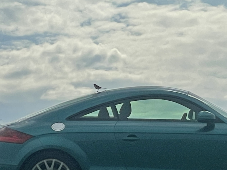 Фото в бортжурнале Audi TT (2G)