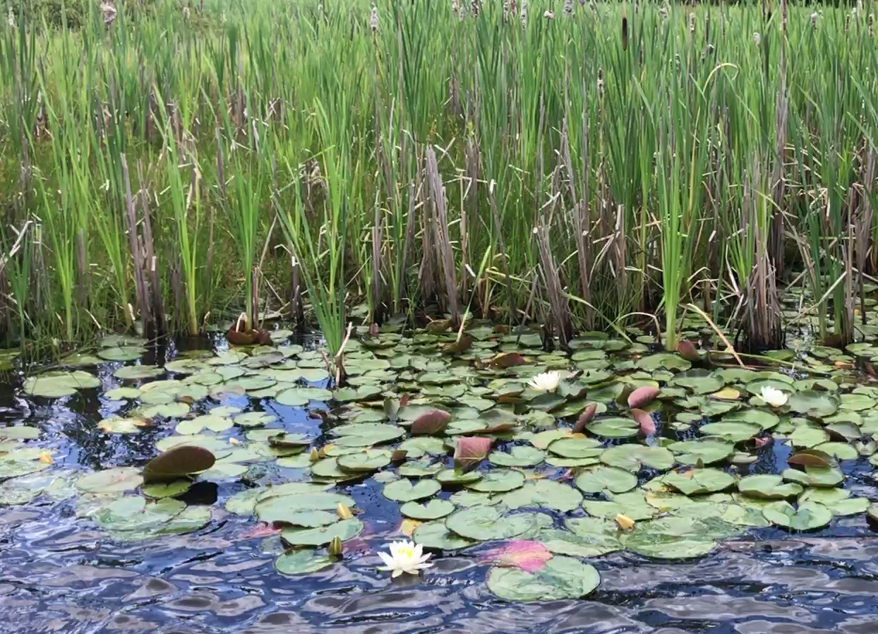 Кувшинки водоросли Ангара