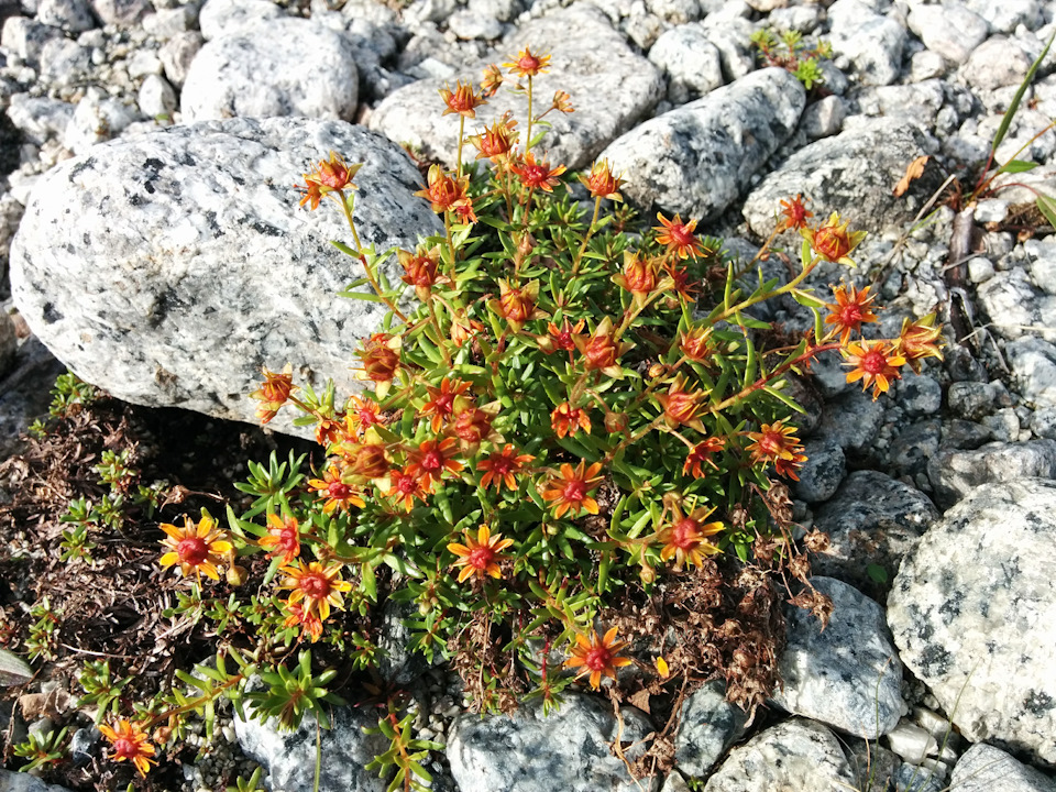 Фото в бортжурнале УАЗ 315195 Hunter