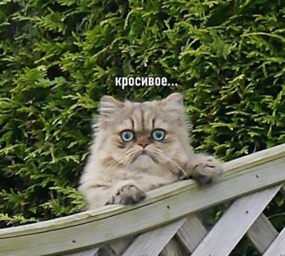 Ненавижу понедельник сегодня среда. Мне так грустно. Хочу спать картинки. А так сегодня. А так сегодня.