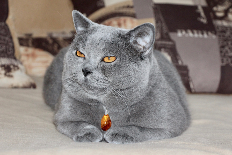 Кот Епифан любит купаться.:-) — Сообщество «Зверьё Моё» на DRIVE2