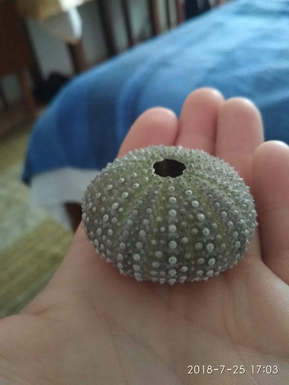 А вот, что остается от ёжика, после того как его доедает рыба(я плавал с маской и наблюдал сей процесс). — Renault Espace (4G)