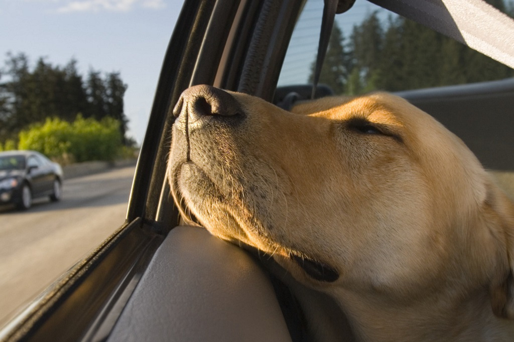 Быстрая езда медленная еда. Pet Driving. Включи моментальную