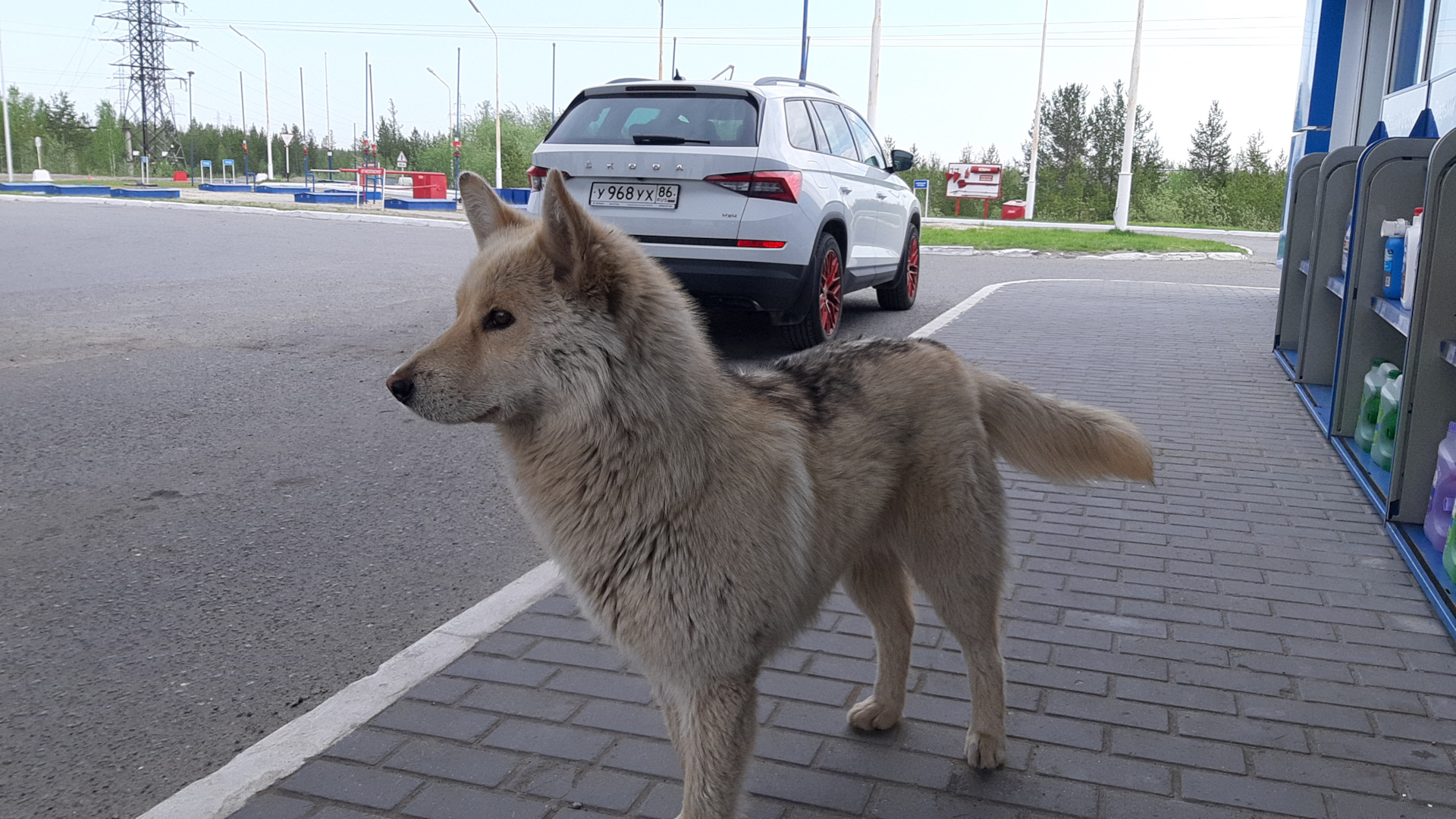 Поездка в Губкинский — Skoda Kodiaq, 2 л, 2020 года | путешествие | DRIVE2