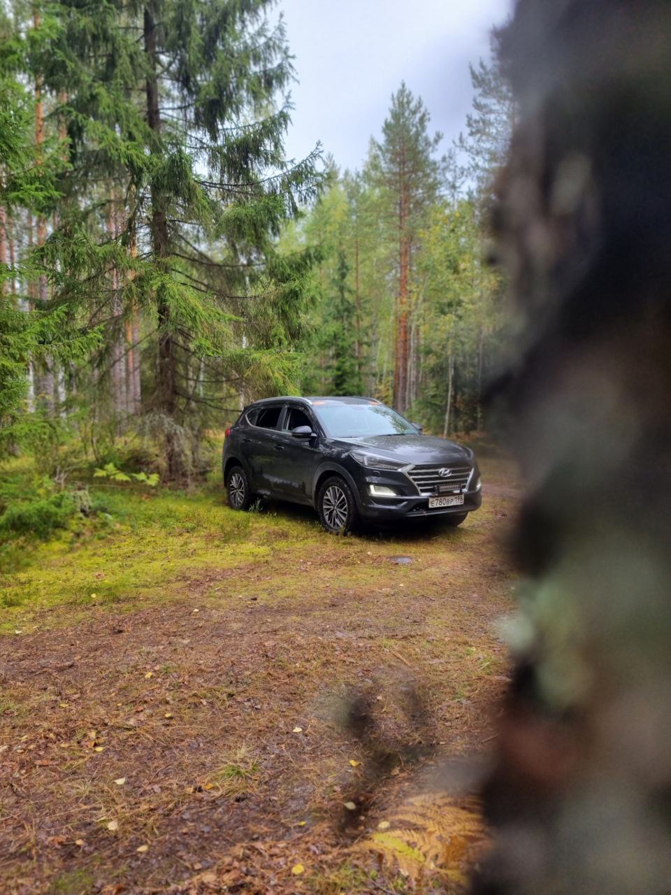 Поездка за грибами в лес рядом с участком — Hyundai Tucson (TL), 2 л, 2019  года | путешествие | DRIVE2