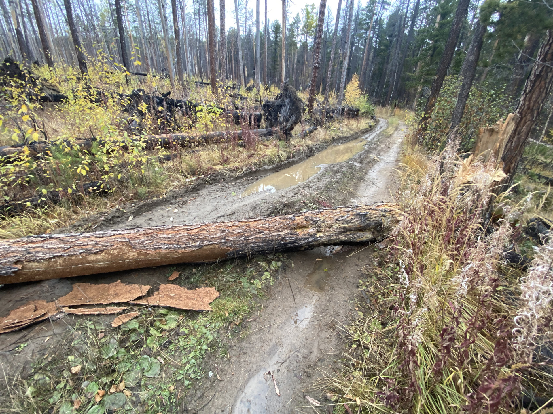 Покрасить раптором! Титаном, коброй? — Toyota Land Cruiser Prado 120 ...