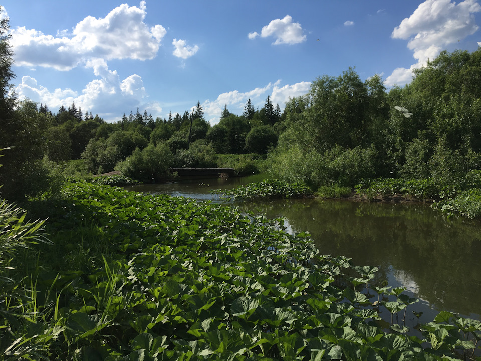 какая рыба водится в реке золотой китат. Смотреть фото какая рыба водится в реке золотой китат. Смотреть картинку какая рыба водится в реке золотой китат. Картинка про какая рыба водится в реке золотой китат. Фото какая рыба водится в реке золотой китат