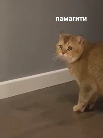 Мем с котом помогите