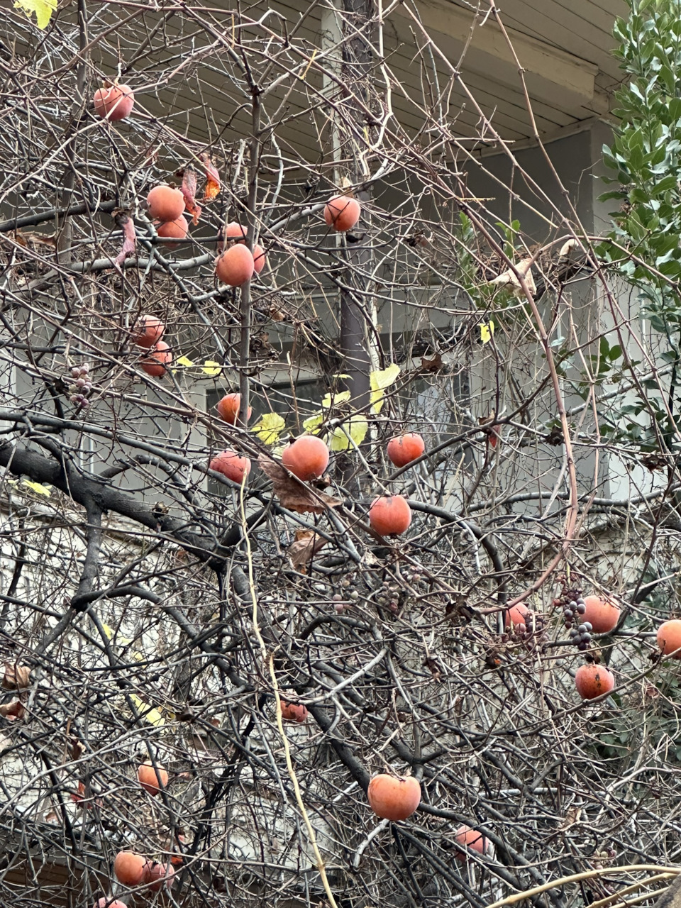 хурма… — Audi 80 (B4)