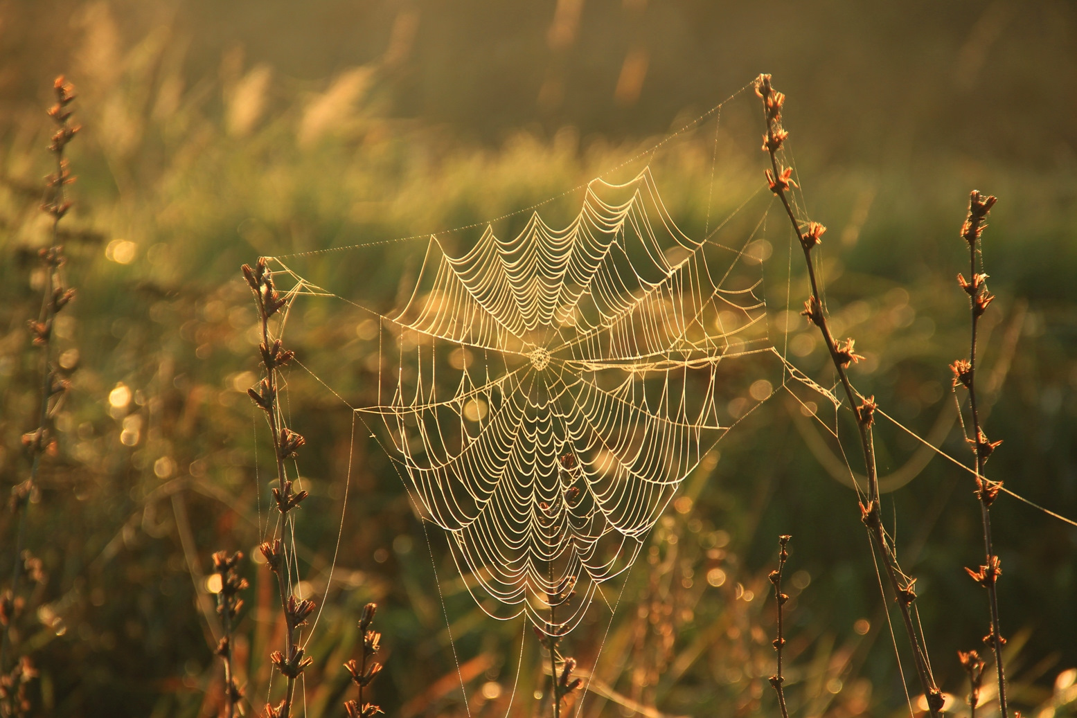 осень паутина. самая красивая паутина. коричневая паутина. паутинка осень. паутина ампилов.