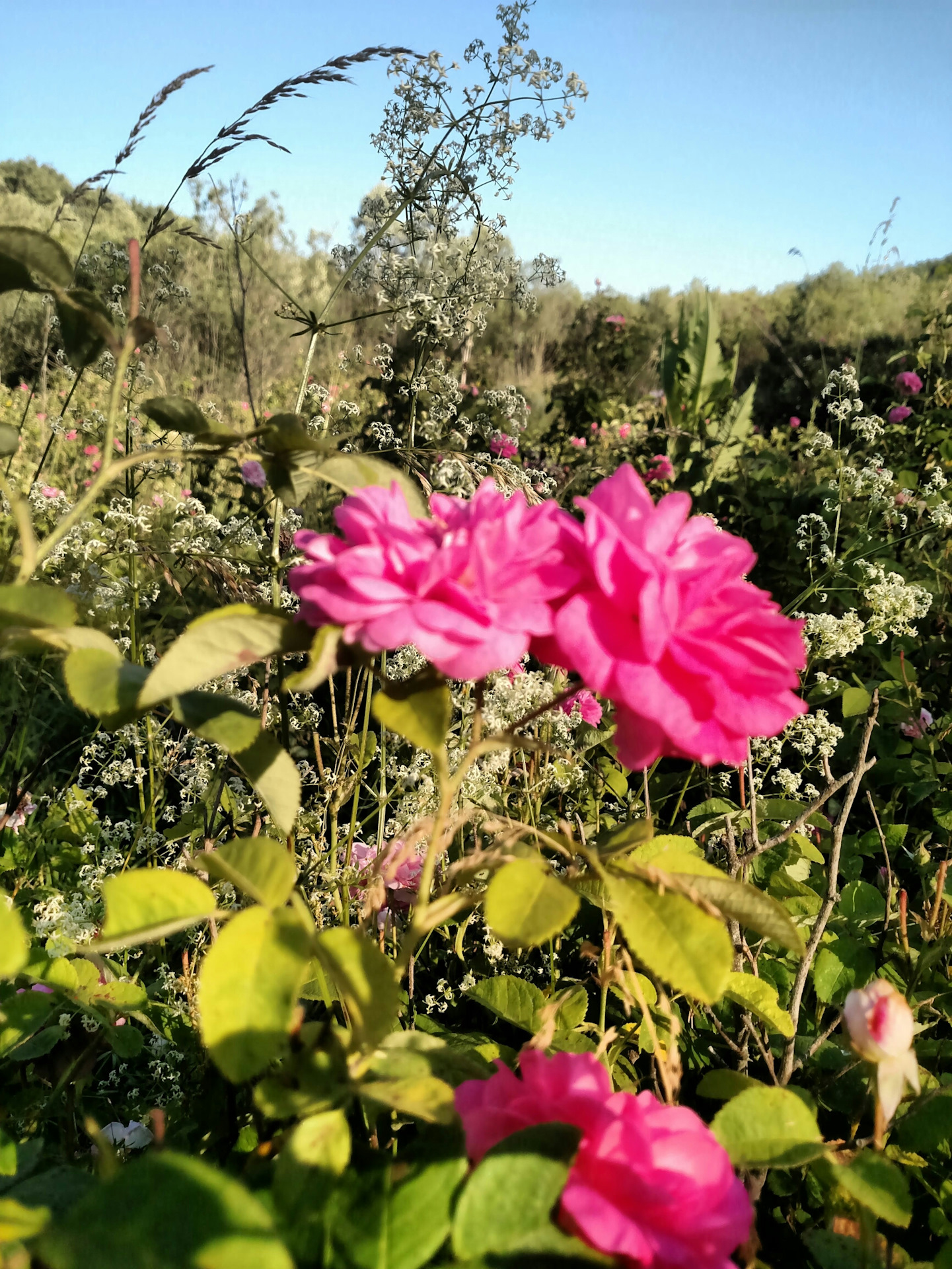 Саженцы роз в крыму. Долина роз Болгария.