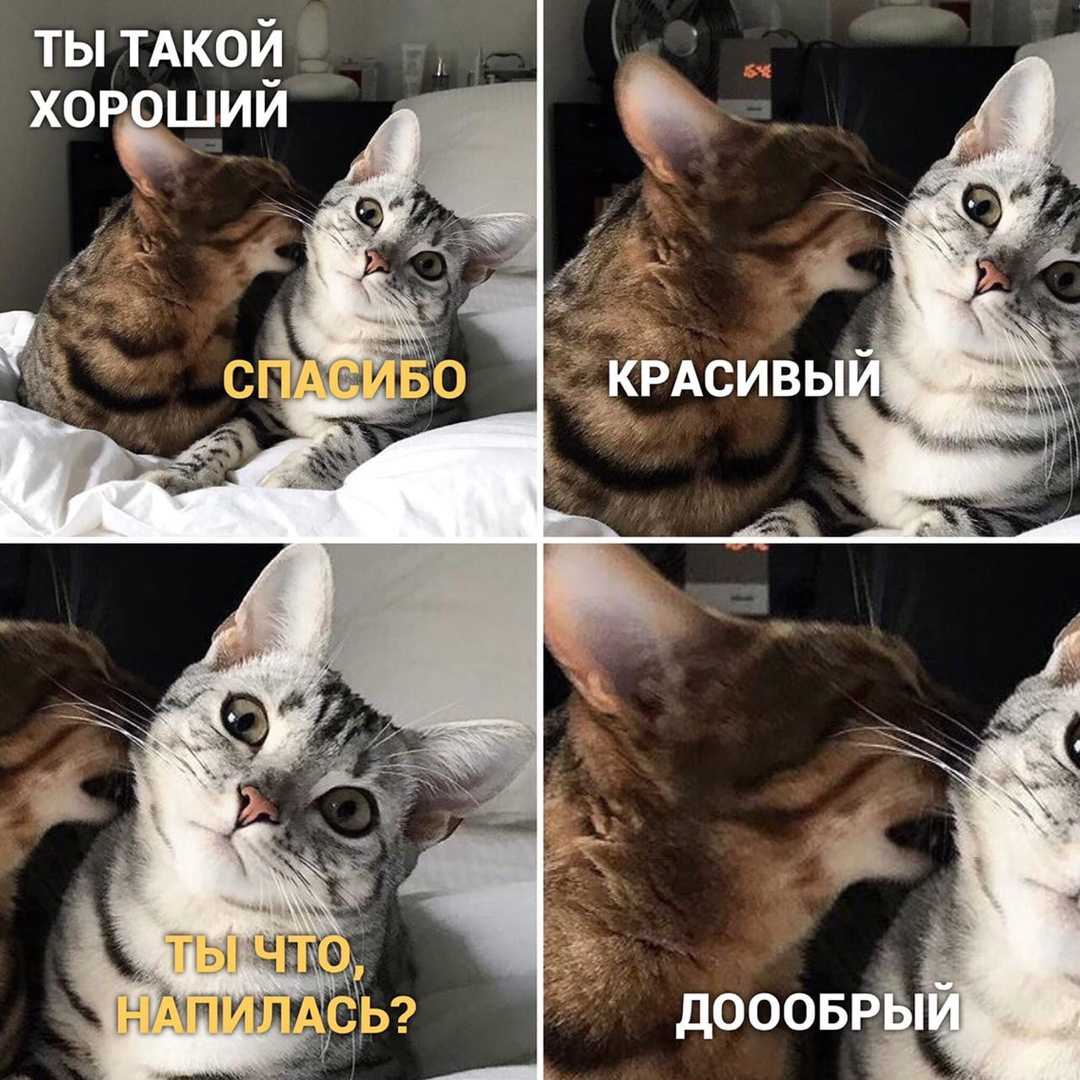 Смешные картинки котов мемы