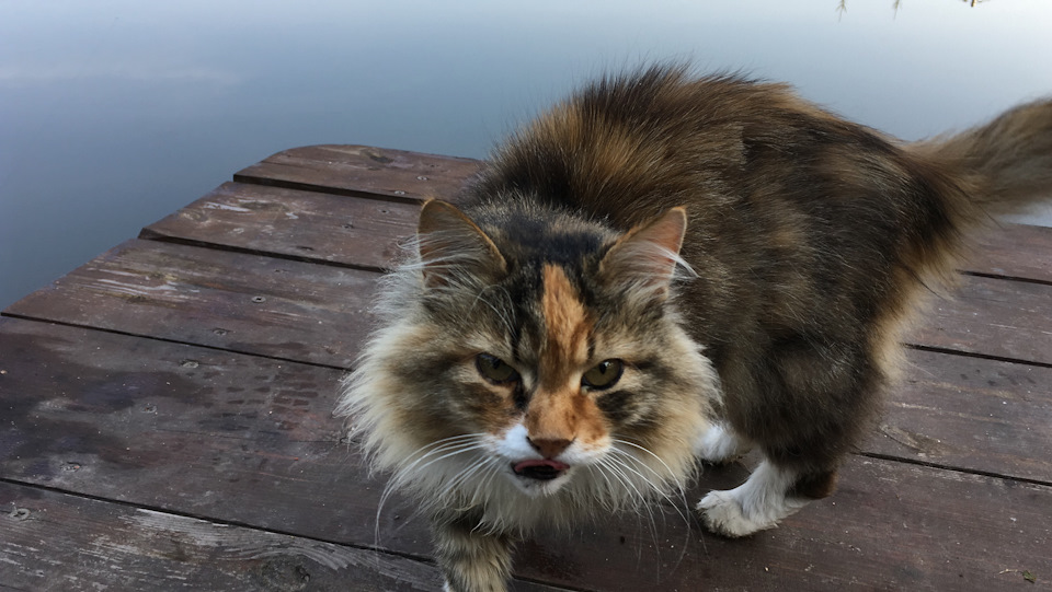 после водопоя — Opel Insignia (1G)