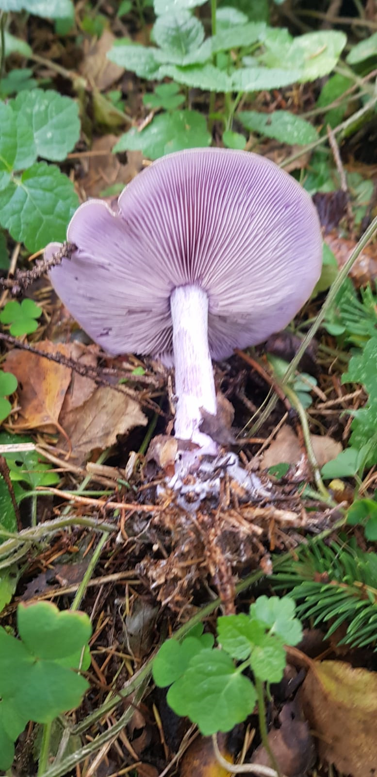 Фото в бортжурнале ГАЗ Соболь