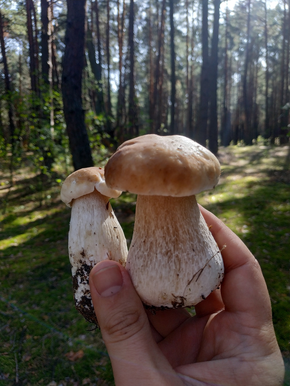 2020. Сбор белых грибов в Черниговской области. Сентябрь. Тихая охота.  Mushrooms ukraine. September — DRIVE2