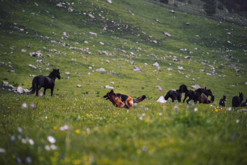 Река маруха карачаево черкессия что означает название. s4rIDUi34ev3Jx3mNAKYzApUiTQ 960. Река маруха карачаево черкессия что означает название фото. Река маруха карачаево черкессия что означает название-s4rIDUi34ev3Jx3mNAKYzApUiTQ 960. картинка Река маруха карачаево черкессия что означает название. картинка s4rIDUi34ev3Jx3mNAKYzApUiTQ 960. Река Маруха протекает по территории туристического района Архыза в Карачаево-Черкесской республике. Река маруха карачаево черкессия что означает название. s4rIDUi34ev3Jx3mNAKYzApUiTQ 960. Река маруха карачаево черкессия что означает название фото. Река маруха карачаево черкессия что означает название-s4rIDUi34ev3Jx3mNAKYzApUiTQ 960. картинка Река маруха карачаево черкессия что означает название. картинка s4rIDUi34ev3Jx3mNAKYzApUiTQ 960. Река Маруха протекает по территории туристического района Архыза в Карачаево-Черкесской республике.