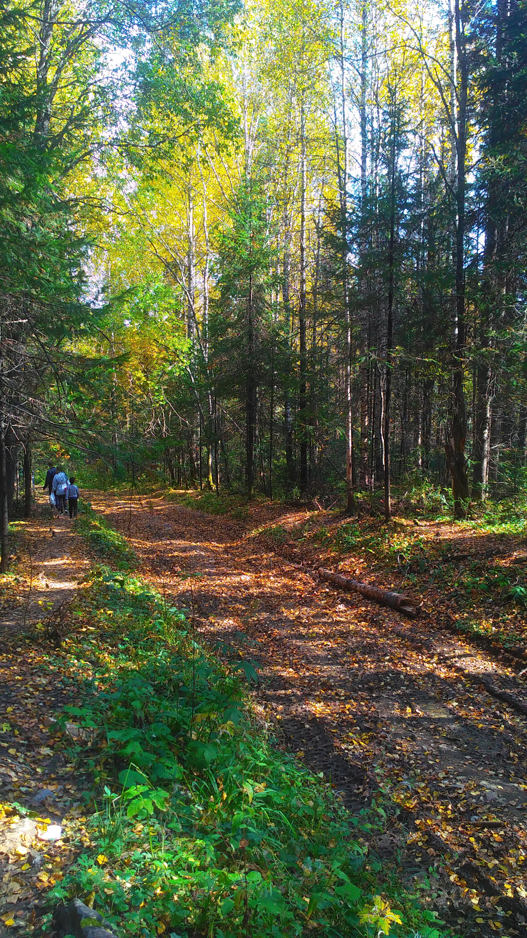 Нижняя тропа таганай. Таганай верхняя тропа. Лесной качканар. Тропу нижняя тура. Лисья тропа нижняя тура.