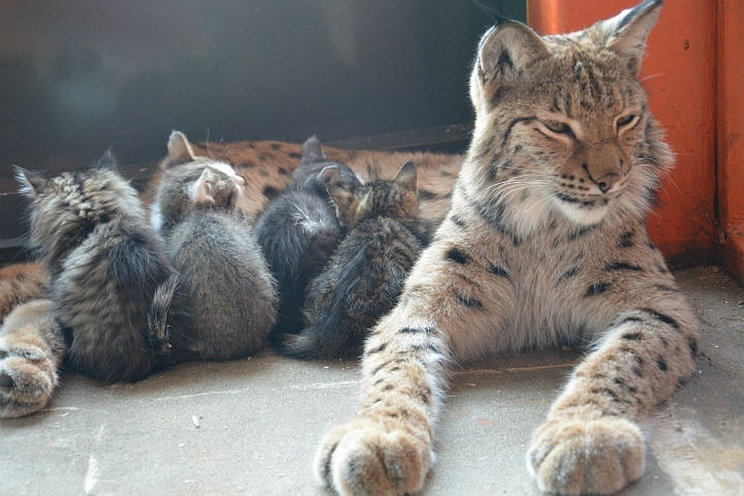 3,376 vind-ik-leuks, 17 reacties - Wildlife Friend (@wildlifefriend) op Instagra