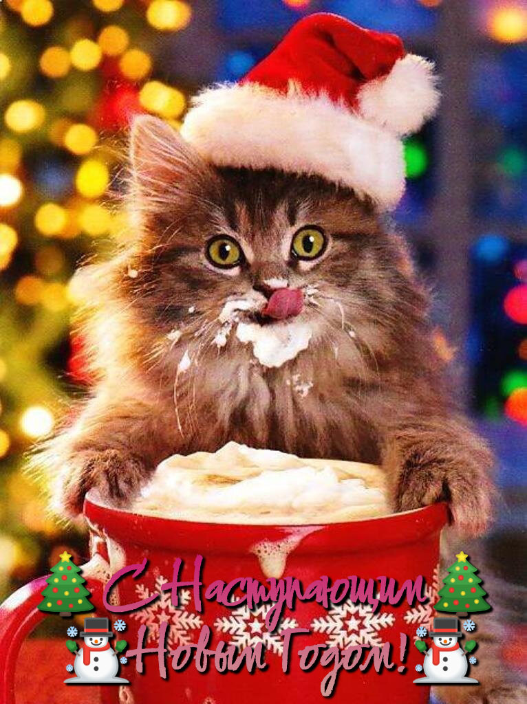 Фотки новогодних котиков