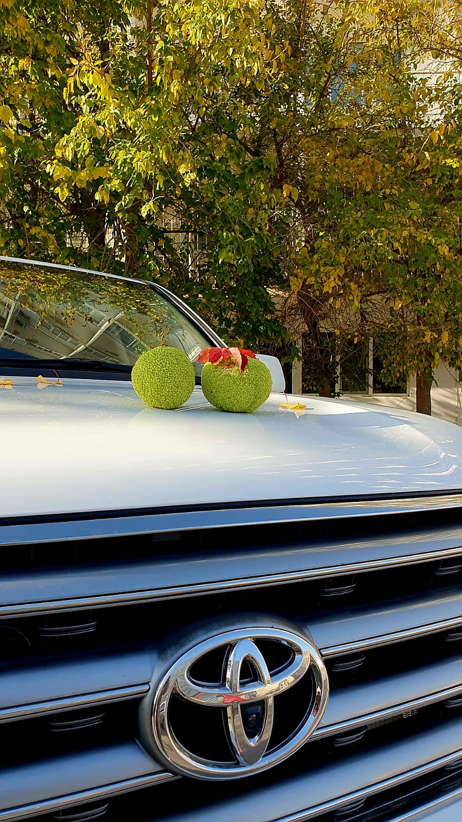 Фото в бортжурнале Toyota Land Cruiser 200