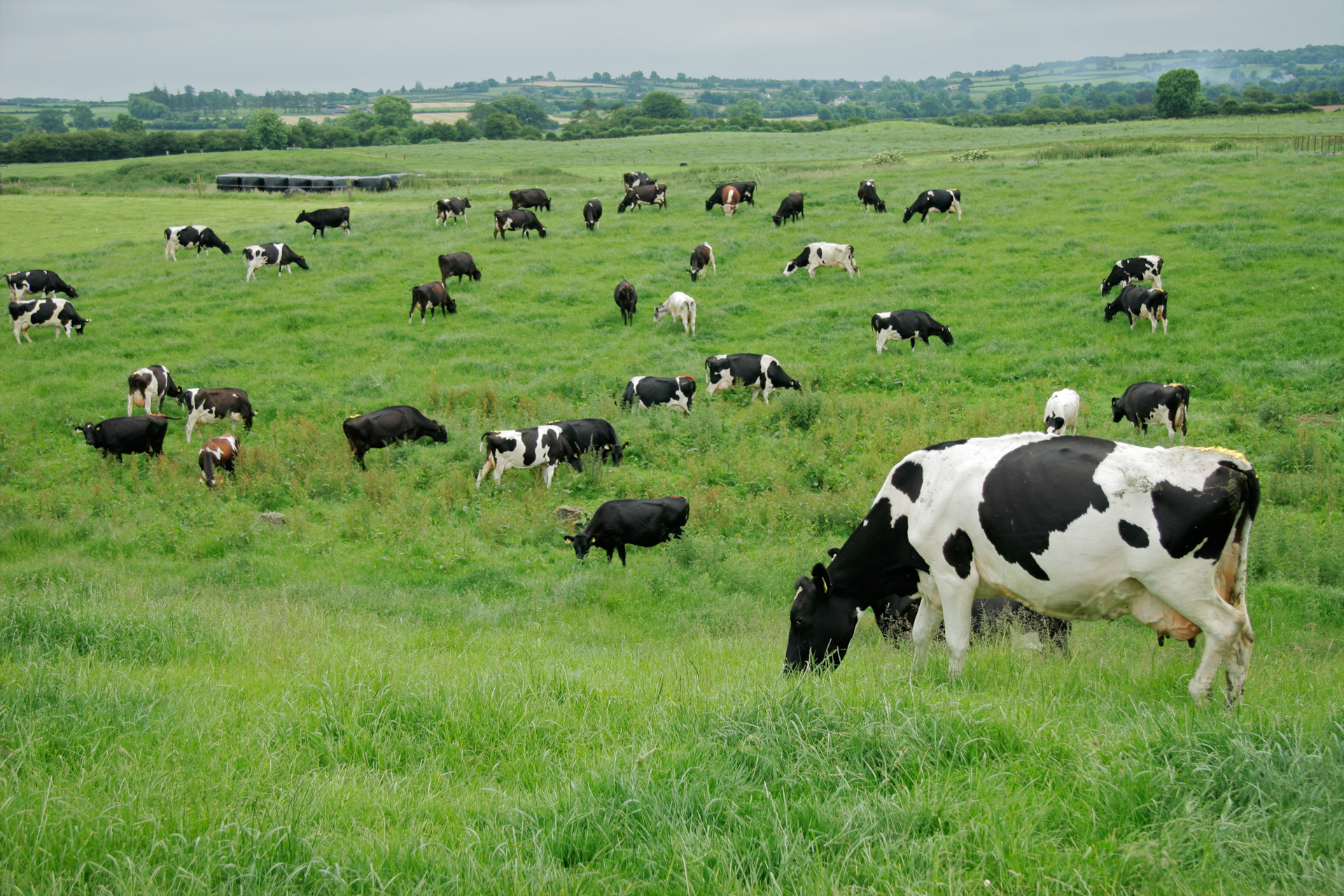 Корова на сочном лугу по имени. Коровы на лугу. Коровы на пастбище. Коровы пасутся. Стадо коров.