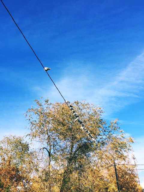 5 мыслеточек дня: костер рябины красной, моднота, взрослые фенечки ...