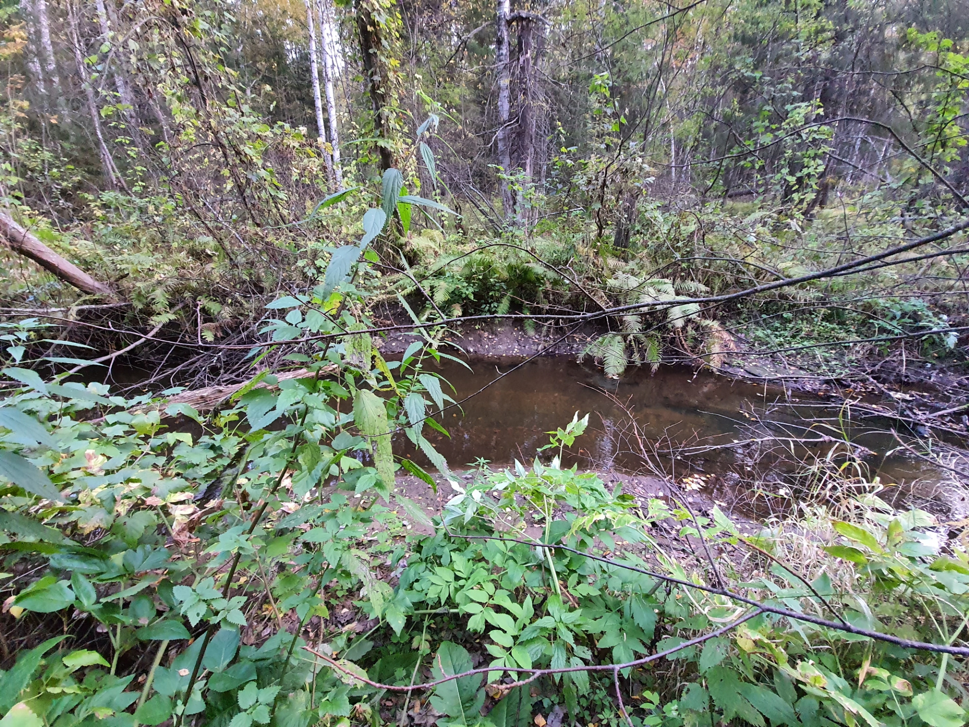 Северка (приток москвы). Речка северка ступино. Лесной пруд авиационная домодедово. Р северка. Р северка.