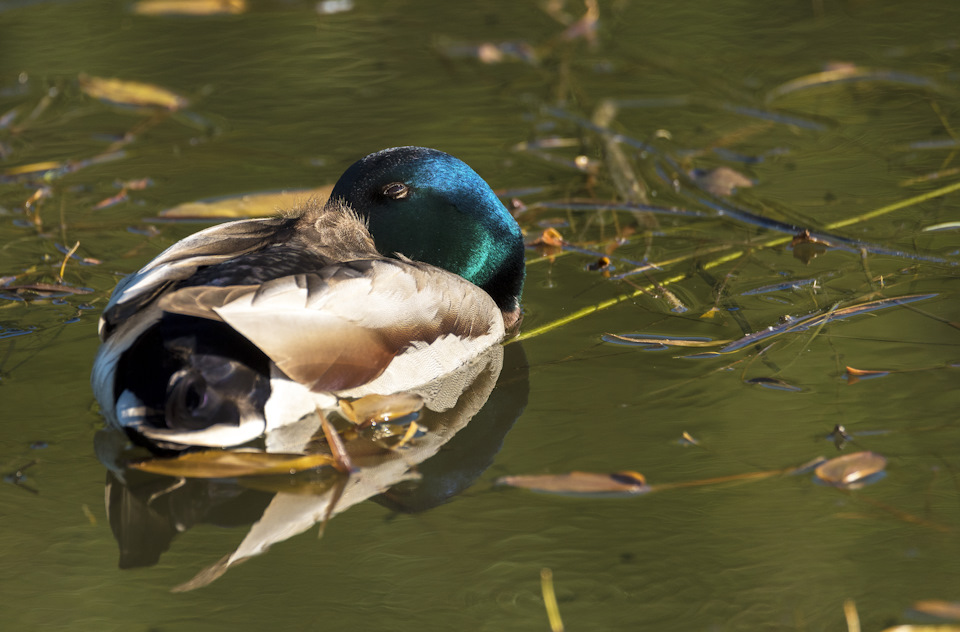 Небольшой ремонт Снятие впускного коллектора и чистка дроссельной ...