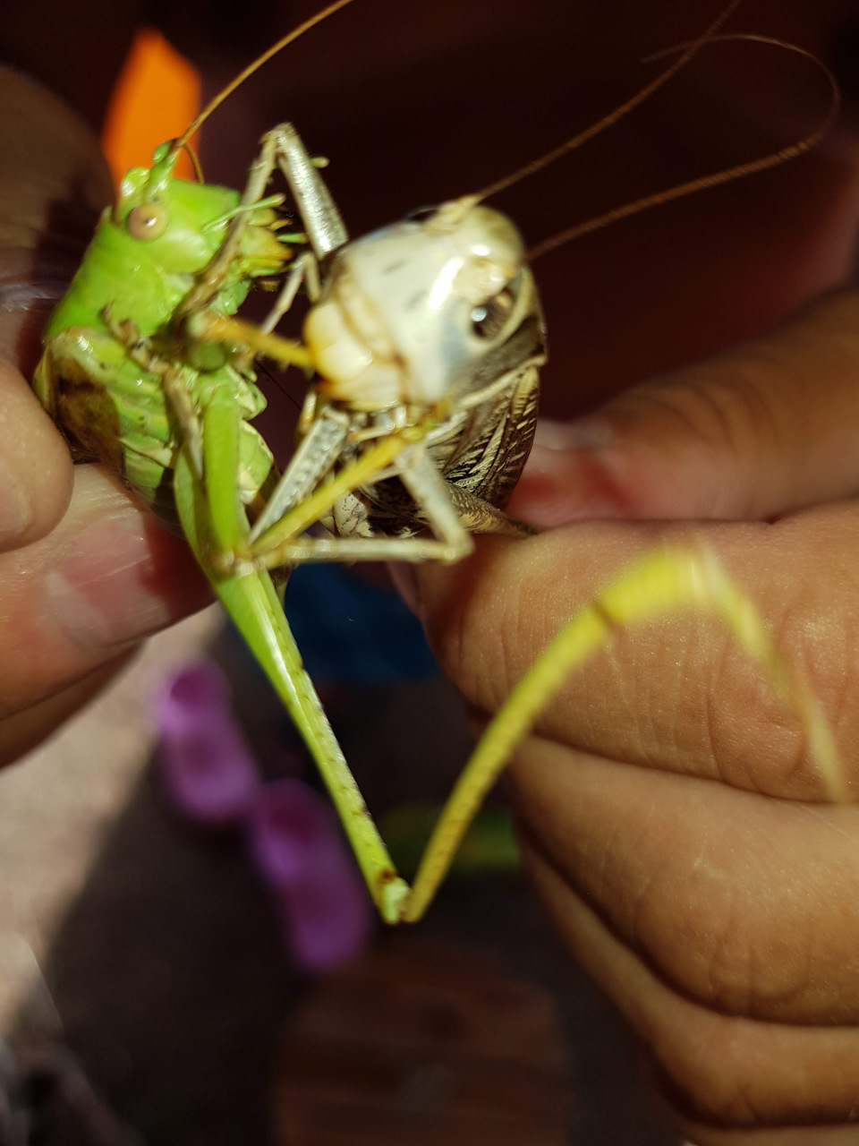 Стравил зверей, потом конечно выпустил… — Nissan NP300