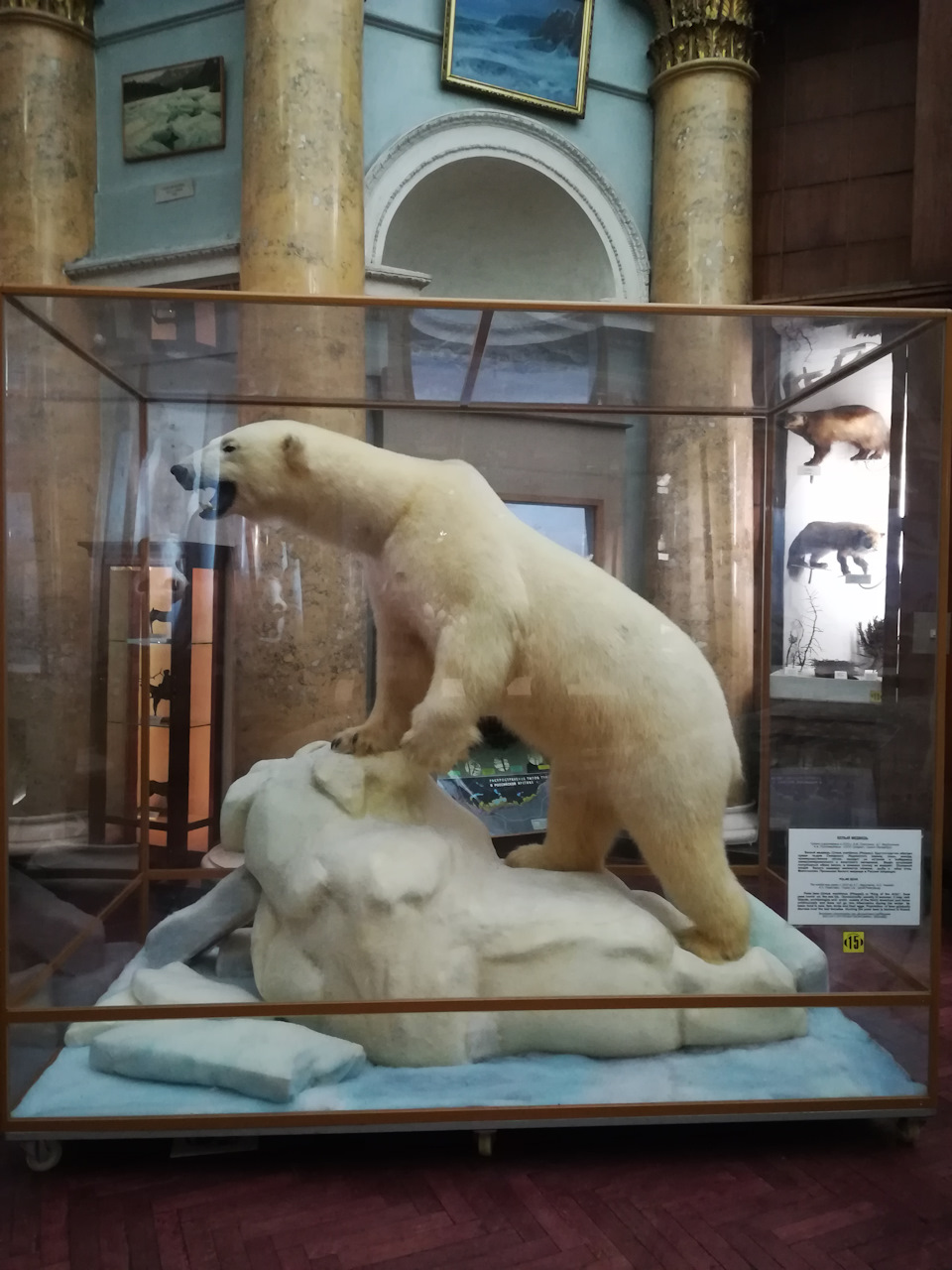 Петербург музей арктики и антарктики