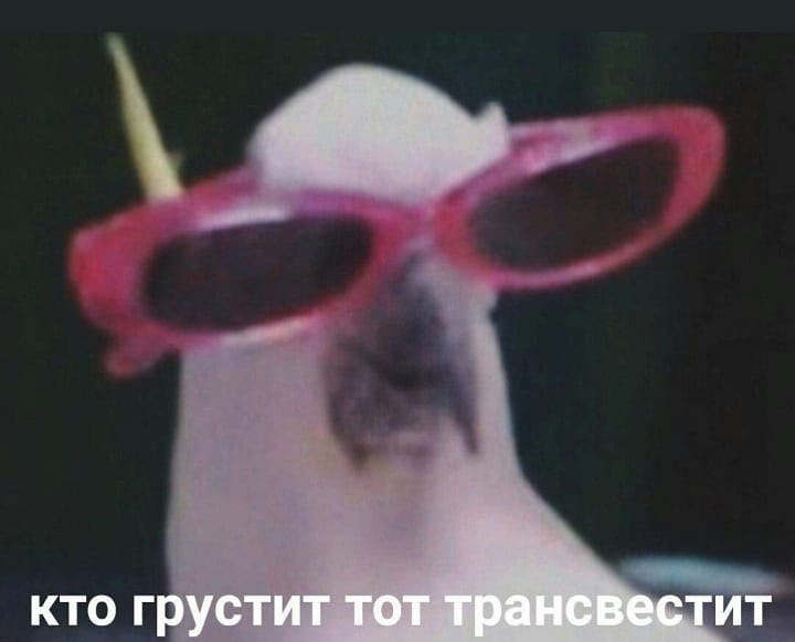 Кот с розовыми очками мем