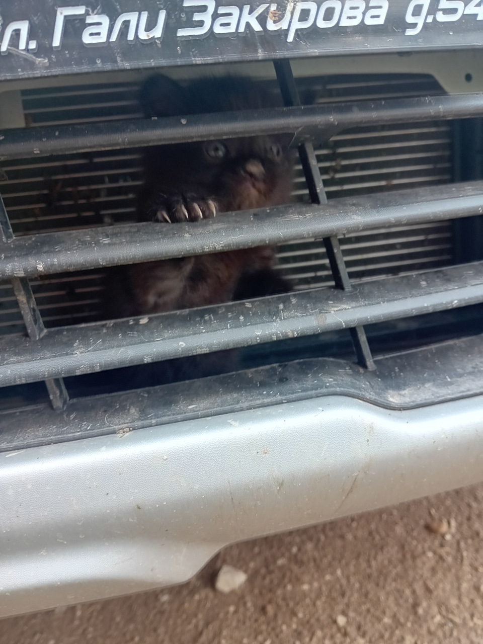 Фото в бортжурнале Renault Logan Stepway