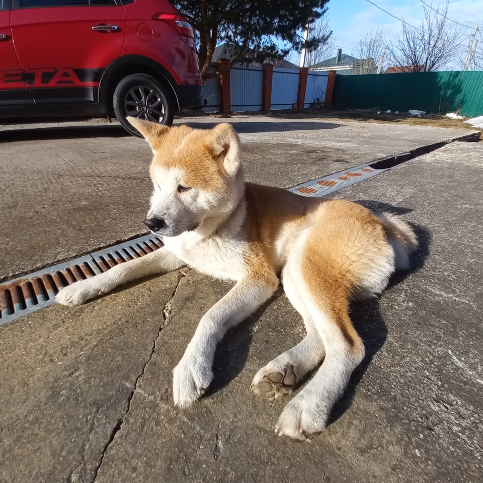 Фото в бортжурнале Hyundai Creta (1G)