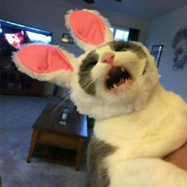 Кот с ушами мем