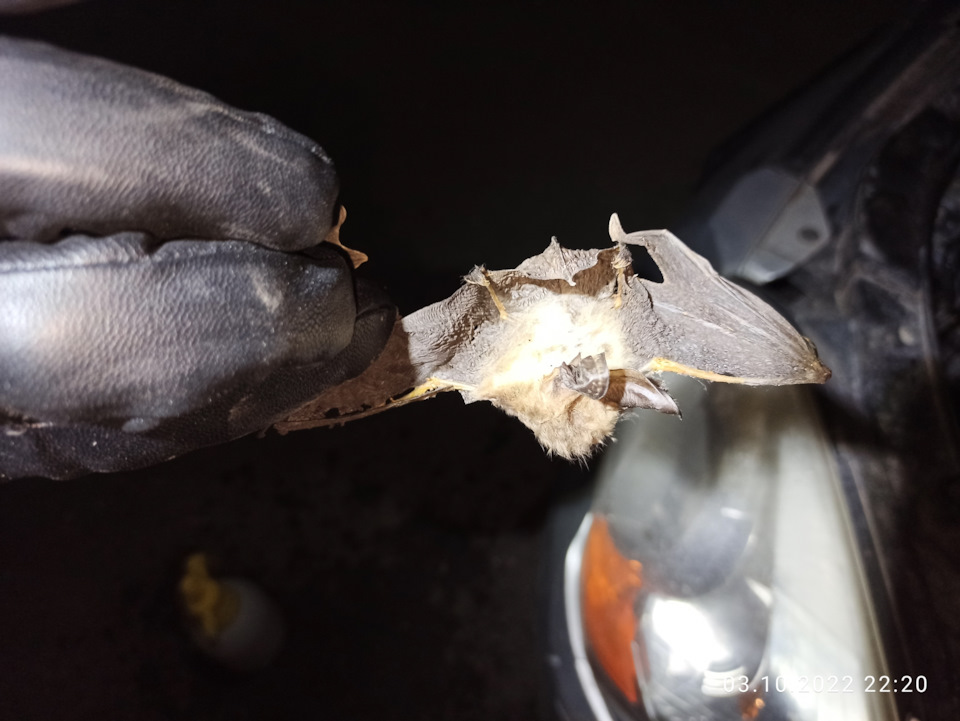 Фото в бортжурнале KIA Sportage (2G)