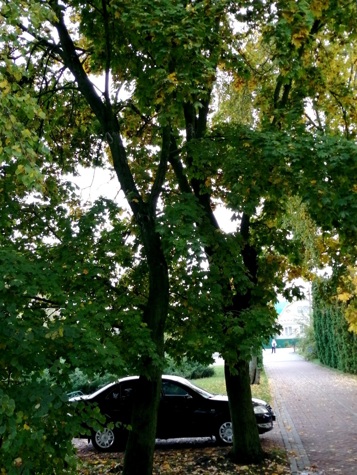 ПРОСТО ФОТО 😁 — Nissan Almera Classic (B10), 1,6 л, 2007 года ...