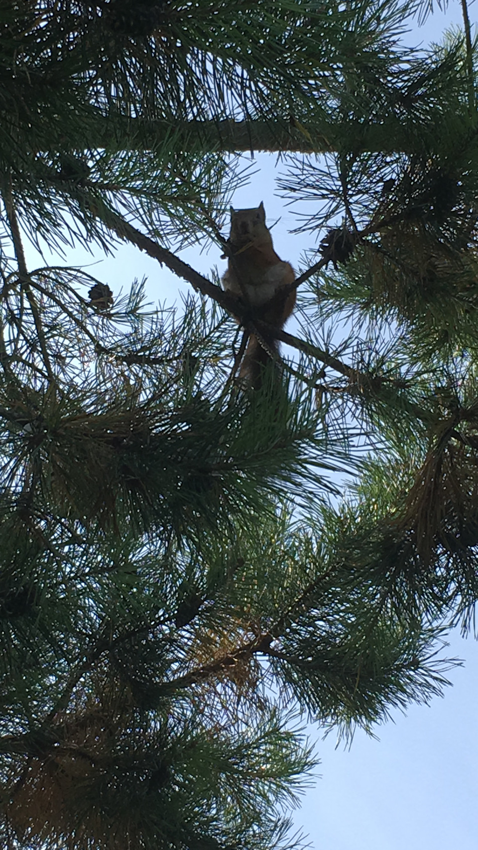 сзади меня белки шишки лузгают — Opel Insignia (1G)