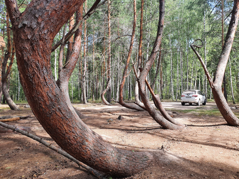 Рязанский танцующий лес