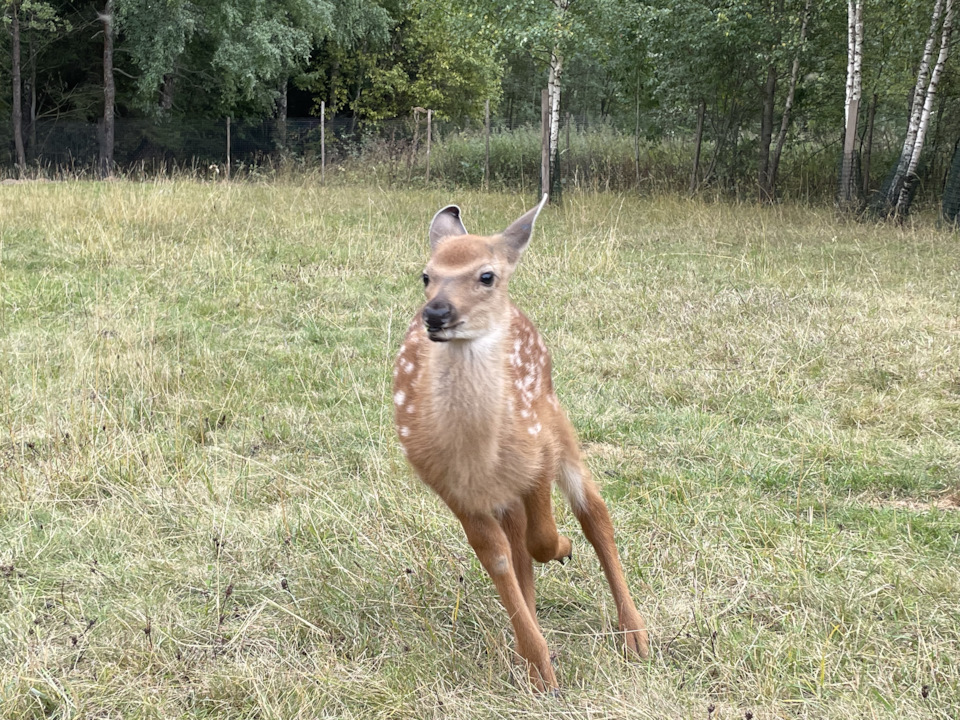 Фото в бортжурнале Cadillac Escalade (3G)
