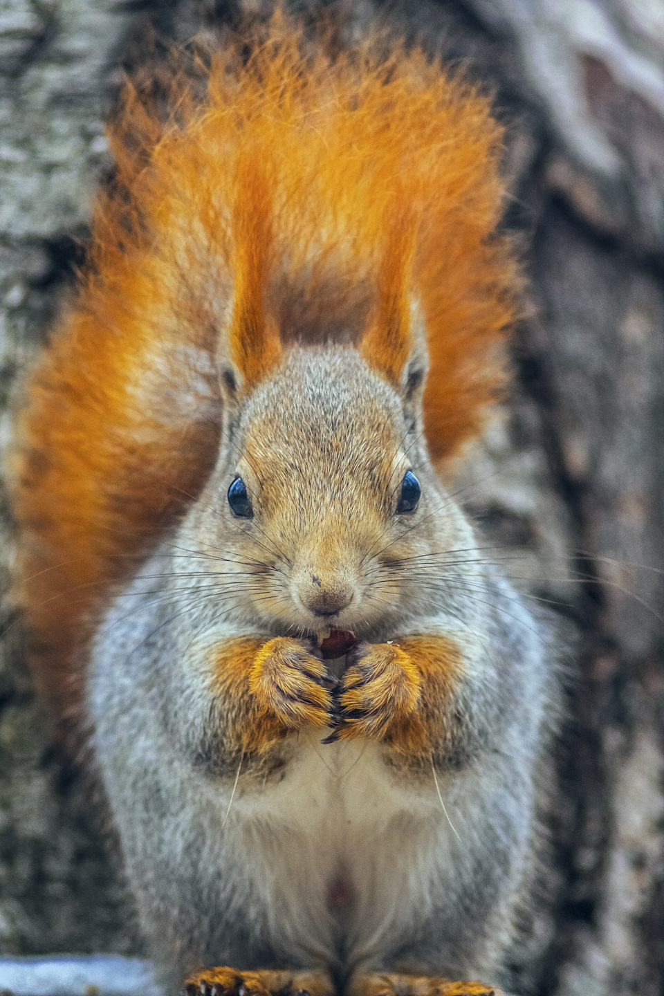 ���� ����� ������� ������